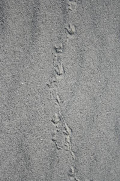 20081031 white sands 012.jpg